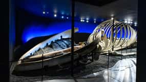 Húsavík: Whale Museum Entry Ticket