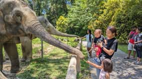 Kuala Lumpur: Batu-hulerne og Kuala Gandah Elephant Sanctuary