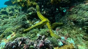 Uvita, snorklingstur i Caño Island biologiska reservat