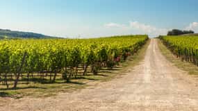 La Sala del Torriano : l'expérience du vin