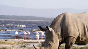 Lakes Nakuru& Naivasha National Park Wildlife Highlights