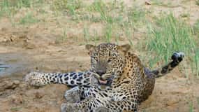 Yala National Park Safari Tours - Half Day & Full Day
