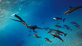 Hurghada oder Makadi: Entdecke den Zauber des Dolphin House
