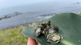 Excursion d'une journée sur la côte nord-est : Pique-nique SUP et pêche au harpon