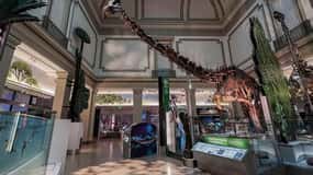 Kombi-Führung durch das Museum für amerikanische Geschichte und Naturkunde
