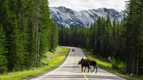 Best of Kananaskis PRIVATE SAFARI Tour + Custom Nature Walk