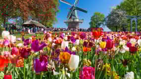 Private CUS Tour: Kinderdijk/ Rotterdam/Hague（english/粤语/中文）
