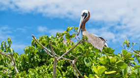 Sabana de la Mar: Los Haitises National Park Day Trip Free
