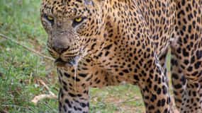 Kumana National Park : Morning or Afternoon Safari Tour