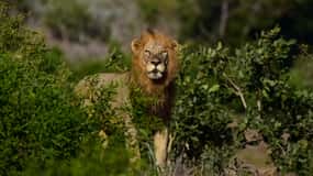 Från Johannesburg: Heldagssafari i Kruger nationalpark