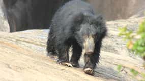 From: Hiriketiya/ Tangalle/ Dikwella/ Rekawa - YALA Safari