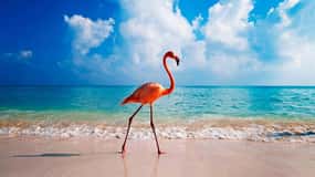 Aruba (AUA) : Airport Private Transfer to Aruba City
