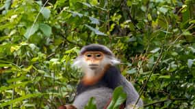 From Da Nang: Wildlife watching, Douc Langurs watching