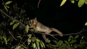 Randonnée nocturne pour voir l'insaisissable et rare Loris à Sigiriya