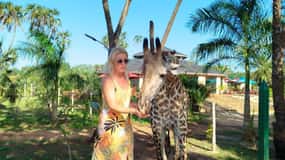 giraffe feeding