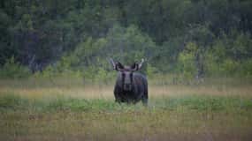 Bodø: Moose Safari Tour
