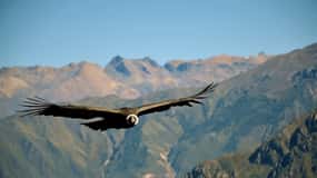 2-Day Tour Colca Canyon in Arequipa with end in Puno