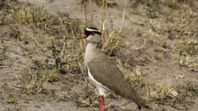 Rwanda: Birdwatching Tours with remarkable landscapes view