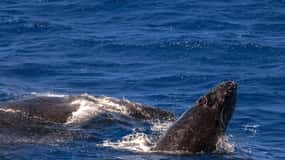 Cairns: Fitzroy Island and Humpback Whale Watching Tour