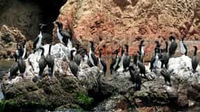 Paracas: tour in barca delle Isole Ballestas e dei Candelabri