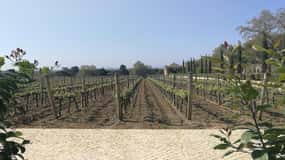 Tour privado de un día Arrábida, Castillo de Palmela, azulejos y Bodega
