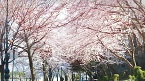 Seoul: Korea Spring Cherry Blossom Day Tour