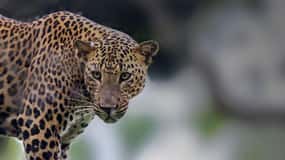From: Ella/ Bandarawela - YALA Safari - Drop off: Ahungalla