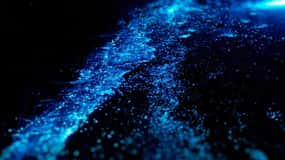 Bioluminescence Night Paddle