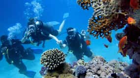 Antalya'dan: Öğle Yemeği ve Transfer Dahil Scuba Dalışı