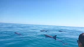 Excursion en kayak à la rencontre des dauphins et visite du parc national en 4X4 sur la plage (privée)