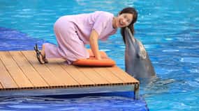 Bali: "Explorer" Meet Dolphins with High Tea