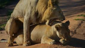 2-Days safari to Nyerere National P. from Zanzibar by flight