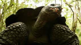 Galapagos Intensive 5 giorni, base a terra (3 isole)