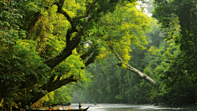 Fra Kuala Lumpur: Taman Negara Nationalpark Privat tur