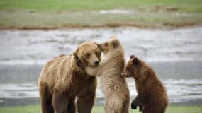 From Homer: Beach-Based Bear Viewing Tour with Scenic Flight