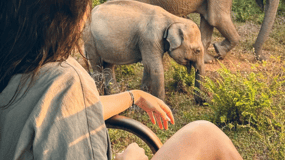 Vanuit Trincomalee : Minneriya / Kaudulla Olifantensafari