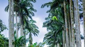 Experience Boti Twin Waterfalls, Umbrella Rock, 3H-Palm Tree