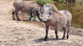 2 giorni di safari da Zanzibar a Nyerere in aereo