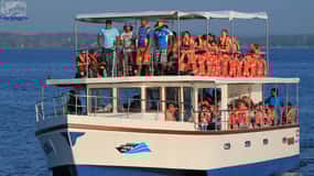 Mirissa : excursion d'observation des baleines et des dauphins avec transfert privé