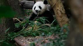 Chengdu: Half-Day Panda Base Tour with Guide Option