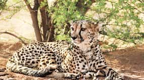Från Johannesburg: A.V.D Cheetah Centre halvdagstur
