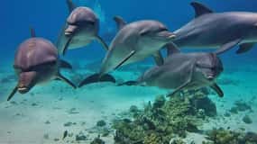 Hurghada: tour di snorkeling con delfini e barriera corallina con pranzo