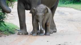 Udawalawe Safari Tour from Hambantota Port(Shore Excursion)