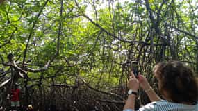 Bentota beach, River Mangroves lagoon, Wildlife Tour