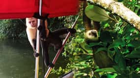 Panama Canal: Monkey Island and Jungle Hike Eco Tour