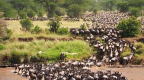 From Nairobi:3-Days 2 Nights Maasai Mara Group Safari by 4WD