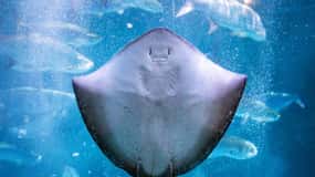 New Orleans: Audubon Aquarium & Insectarium Ticket