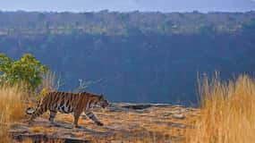 From Khajuraho: Panna National Park Official Tiger Safari