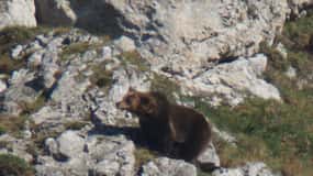 Desde Gijón, Oviedo o Pola de Somiedo: Avistamiento del Oso Pardo
