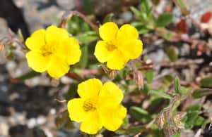 image n.4 of OUR FANTASTIC NATIONAL PARK! activity in Aosta Valley, uploaded by supplier